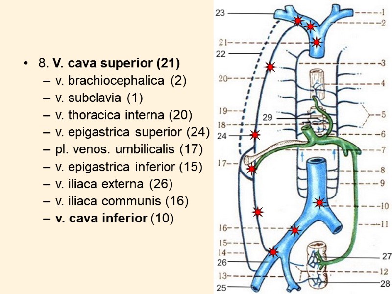 19 8. V. cava superior (21) v. brachiocephalica (2) v. subclavia (1) v. thoracica